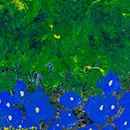 Albastrele - acril pe pânză 24 x 30 cm